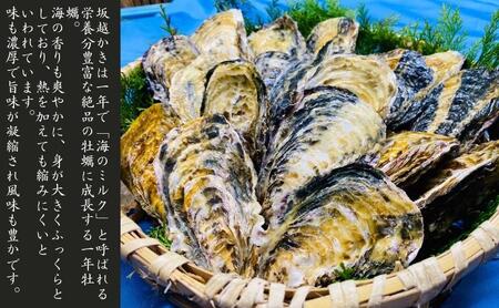 牡蠣 生食用 坂越かき 殻付き 16～18個 松本水産 [ 生牡蠣 真牡蠣 かき カキ 冬牡蠣 ] 魚貝類 名水百選 天然記念物 生島樹林 栄養 海 ミルク 濃厚 旨味 厳選 新鮮 