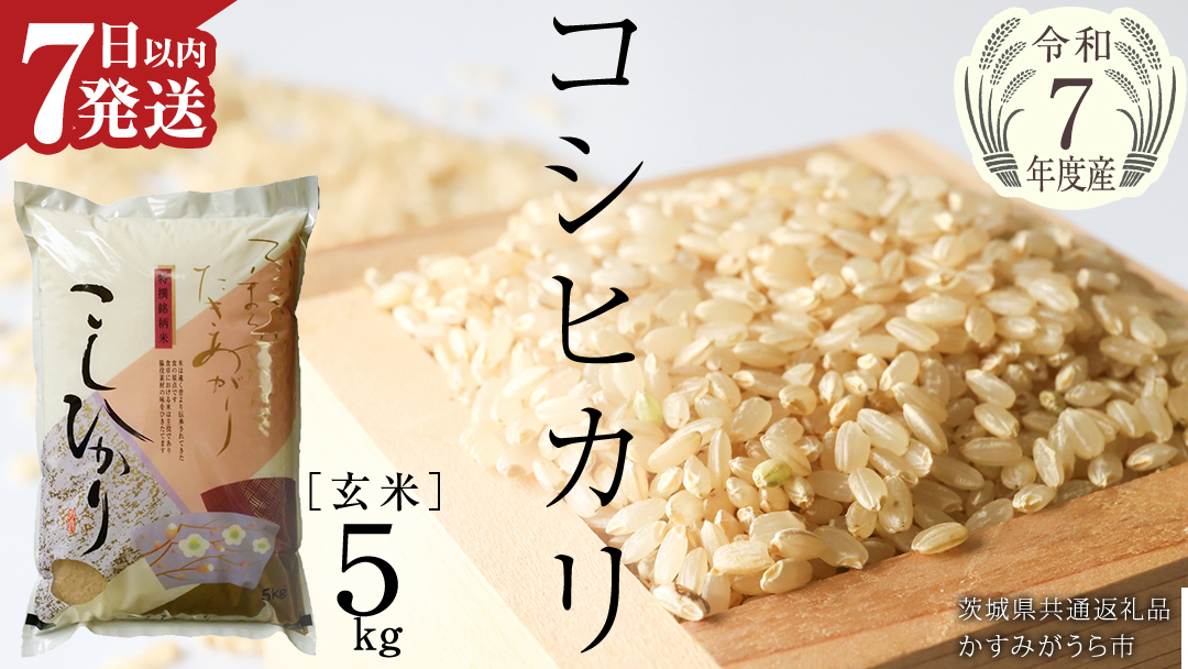 ≪ 令和7年度 新米 ≫ コシヒカリ 玄米5kg（5kg×1袋）（茨城県共通返礼品 かすみがうら市産） 新米 米 ごはん もっちり 甘い コメ お米 銘柄米 [EX011sa]