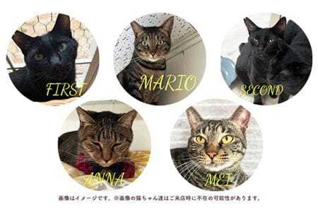 猫ルーム1時間利用チケット2枚 ／ hinacafe 猫カフェ 保護猫 遊び 触れ合い 写真撮影 まったり 癒し 山口県 No.202