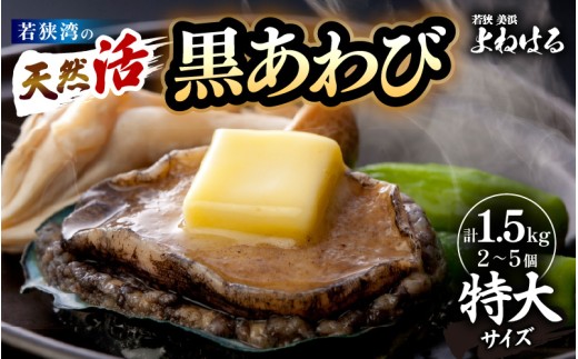 【先行予約】日本海若狭湾の 天然 活黒アワビ 計1.5kg (2～5個) 特大サイズ  鮮度抜群！ 刺身 お造り バター焼き BBQ 入手困難 あわび アワビ 鮑 クロアワビ 黒あわび【2024年11月17日以降順次発送予定】[m17-o004]