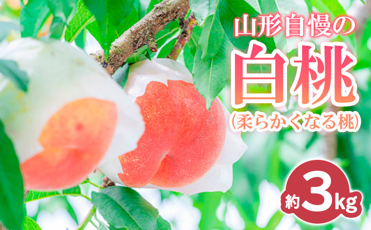 
            山形自慢の白桃 秀品 3kg (柔らかくなる桃) 【令和7年産先行予約】 FS24-008 くだもの 果物 フルーツ 山形 山形県 山形市 2025年産
          