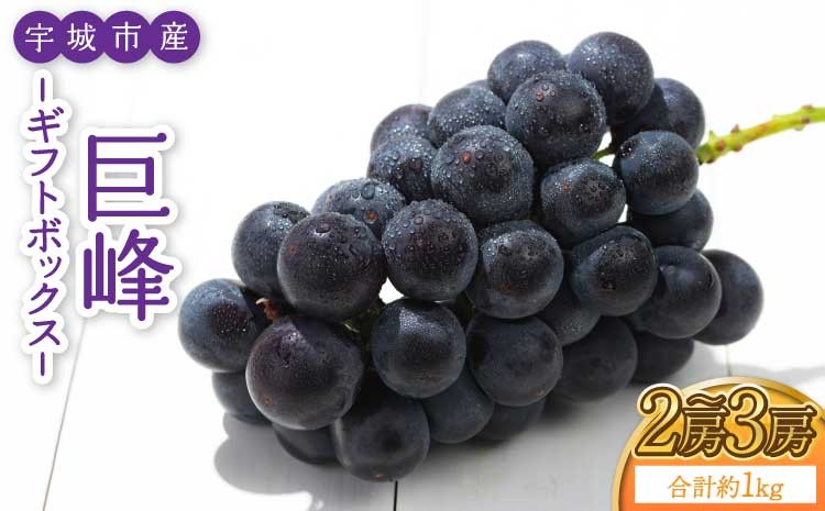 
                  熊本県 宇城市産 巨峰 2～3房 約1kg【ギフトボックス】【2026年7月下旬〜8月上旬頃発送予定】ギフト ぶどう ブドウ 葡萄 大粒
                
