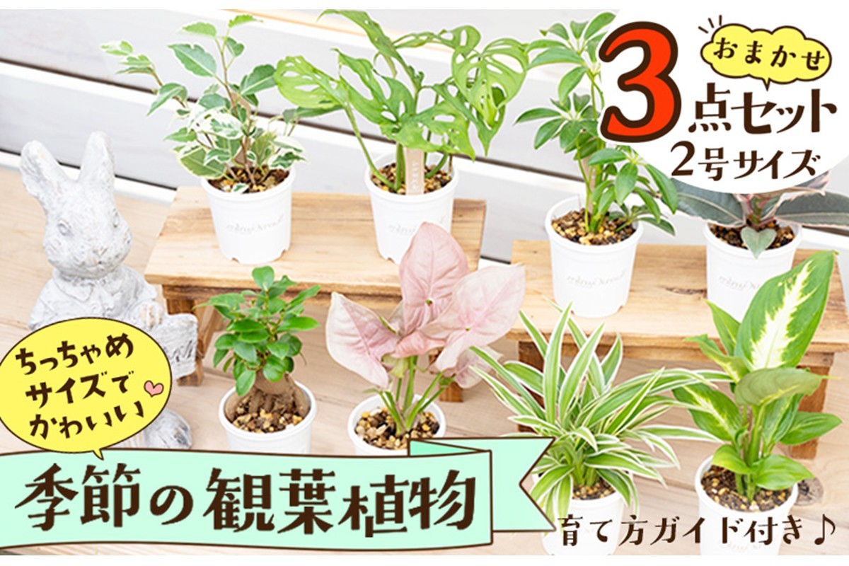 
                  【母の日・父の日にも】観葉植物お試し3点セット｜専門店が選ぶ“はじめてのグリーン”【京都・京丹後】植物をもっと身近に。癒しをもっと日常に。手のひらサイズの可愛い2号鉢　初心者でも安心の育て方ガイド付き　YE00004
                