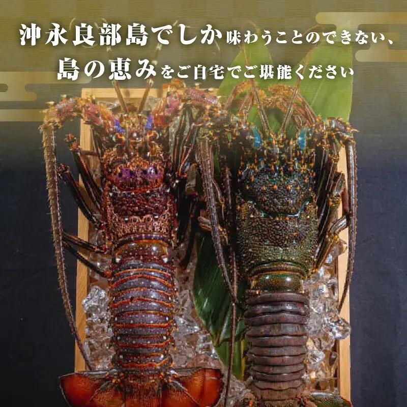 沖永良部島 直送 ！ 素潜り漁師 オススメ の 冷凍 伊勢海老 約 1kg （ 1 ～ 3匹 ）！ W030-003u 海鮮 エビ