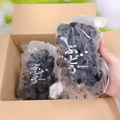 8月下旬より順次発送予定！【長野県高森町】南信州産ナガノパープル 約1.2kg 信州 産地直送 果物 くだもの ぶどう 旬のぶどう パープル 株式会社マツザワ