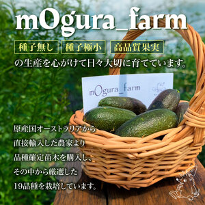 フィンガーライム　70g【0094-003】岐阜県 可児市 果物 果実 新時代 国産 ｷｬﾋﾞｱﾗｲﾑ 森のｷｬﾋﾞｱ ﾌﾙｰﾂｷｬﾋﾞｱ ﾌﾞｯｼｭｷｬﾋﾞｱ 希少 柑橘 ｶﾙﾊﾟｯﾁｮ ﾛｰｽﾄﾋ