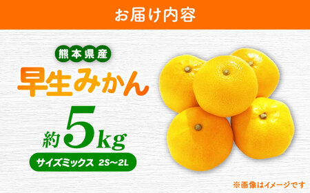 【先行予約】 早生みかん 2S-2L 約5kg みかん 蜜柑 柑橘 フルーツ 果物 【日本フルーツ株式会社】[ZFJ057]