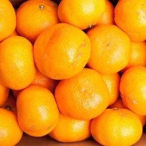 家庭用 大きな有田みかん2.5kg+250g(傷み補償分)【光センサー選果】【訳あり】【配送不可地域：離島・北海道・沖縄県】【1625399】