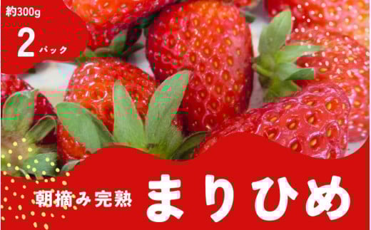 朝摘み 完熟 まりひめ いちご 厳選 約300g×2パック （計約600g)※2025年1月下旬～3月下旬ごろ順次発送予定（お届け日指定不可）【ard221】