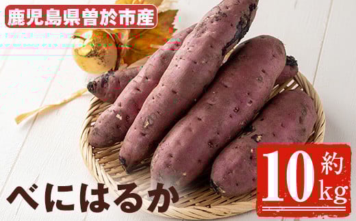 ＜先行予約受付中・2025年8月以降順次発送予定＞鹿児島県曽於市産！新物 紅はるか(10kg) 芋 さつまいも 紅はるか【瀬崎農園】A350-v02