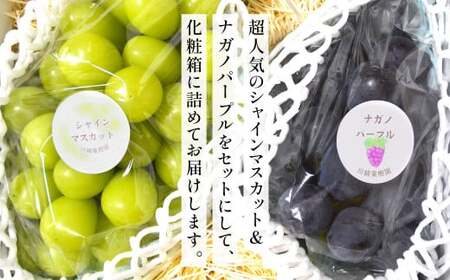 高級ぶどう・シャインマスカット＆ナガノパープル 2房セット《化粧箱入り》【2025年8月下旬～2025年9月上旬発送予定】2種類 食べ比べ フルーツ くだもの ブドウ ぶどう マスカット