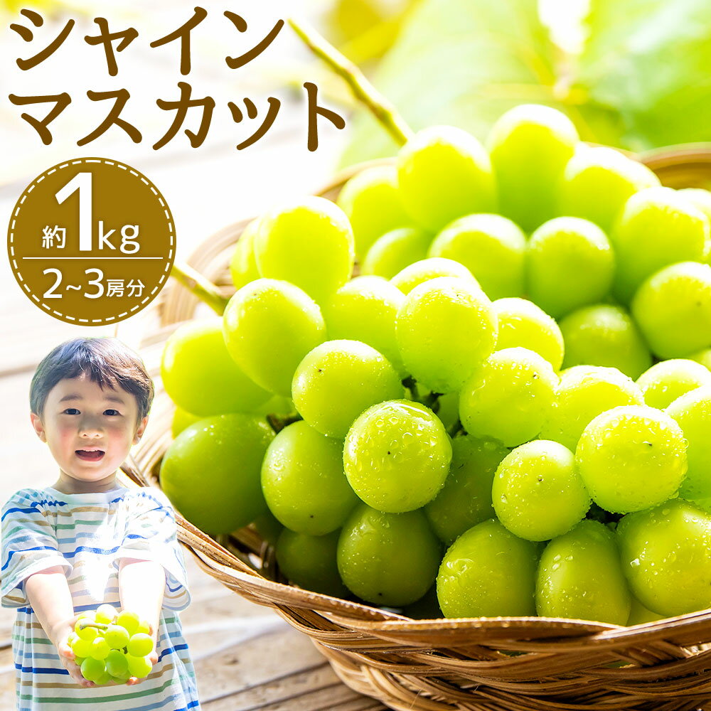 【ふるさと納税】福岡県産 シャインマスカット 2~3房 約1kg フルーツ 果物 マスカット ぶどう ブドウ 葡萄 福岡県 嘉麻市 送料無料【2025年8月下旬～9月下旬に順次発送予定】