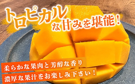 《2026年6月下旬～7月下旬発送》【先行予約】最高糖度20度！？ 完熟の極！3Lサイズ 石垣島マンゴー 1玉入り約400g【贈答向け】【 産地直送 完熟マンゴー アーウィン マンゴー 沖縄 八重山 