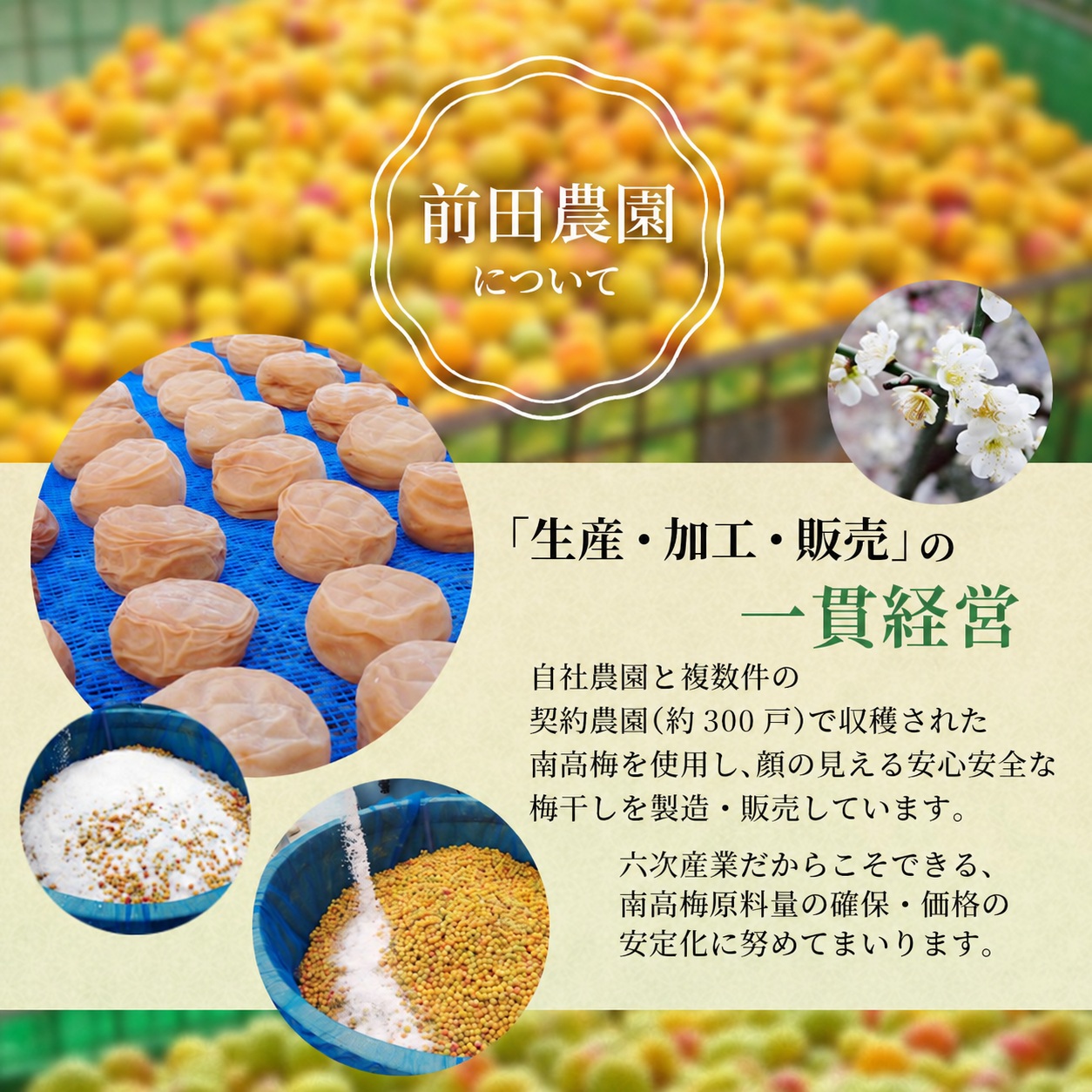 大粒 たっぷり浸かったしそ漬け梅 1kg×1パック 塩分10％ / お歳暮 紀州南高梅 訳ありでない 梅干 うめぼし 南高梅 しそ梅 シソ 紫蘇 国産 梅 うめ ウメ ご飯 和歌山県 田辺市 前田農園 お中元 お歳暮 贈答用 【mae003-2】
