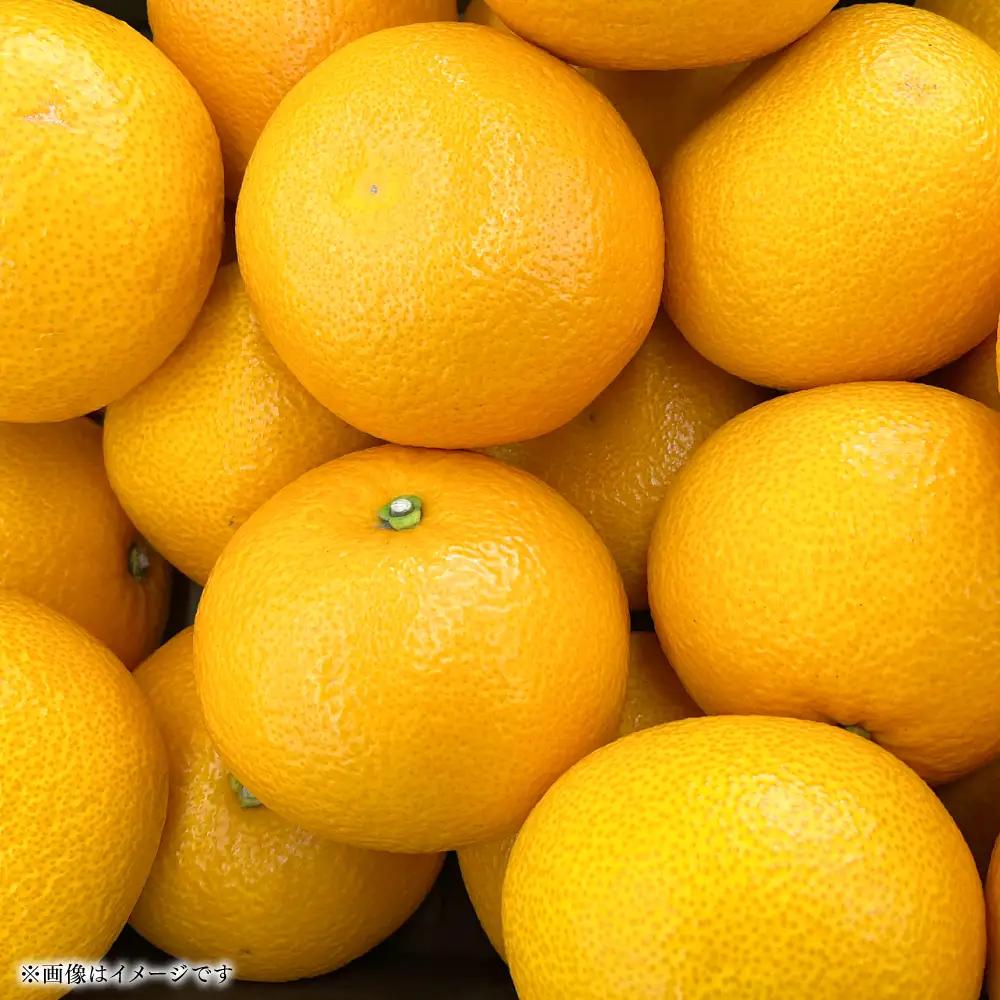 【先行予約】 【訳あり】 紅八朔 ご家庭用 約10kg 八朔 はっさく 【2027年2月上旬より順次発送】