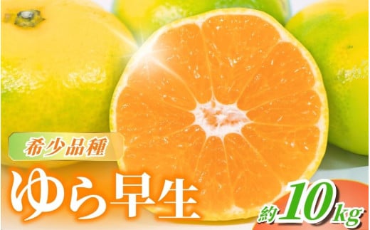 【2025年秋頃発送予約分】【農家直送】甘くて濃厚！希少品種 ご家庭用 ゆら早生みかん  約10kg　サイズ混合 ※2025年10月上旬より順次発送予定（お届け日指定不可） / みかん ミカン 有田みかん 温州みかん 柑橘 有田 和歌山 産地直送  くだもの 果物 フルーツ 柑橘類 和歌山 すさみ町【nuk110C】