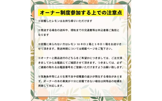 興居島産 レモンの木 1本収穫オーナー権  |  オーナー制度  収穫体験 柑橘 レモン れもん  愛媛県 松山市 興居島 オーナー