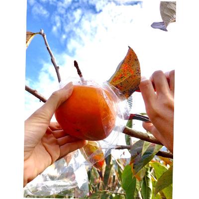 ふるさと納税 紀の川市 【紀州富士のMEGUMI】紀の川柿約2kg(黒いダイヤ)NUKATA_FARM |  | 03