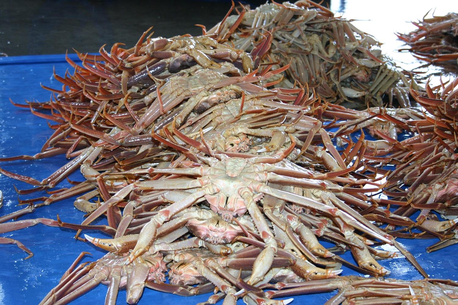 【魚倉】タグ付きボイル松葉ガニ(特特大1,100ｇ)