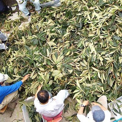 ふるさと納税 南房総市 びわ葉茶 300g (5gティーパック×12包入り5セット)　mi0011-0001 |  | 01