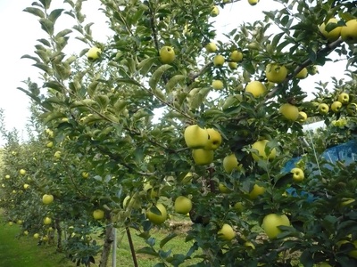 長野県産りんご シナノゴールド(長野県オリジナル品種) 約2.5kg｜りんご
