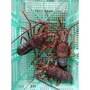 (お試し)冷凍伊勢海老カット【サイズ不揃い 約1kg】【配送不可地域：離島】【1245982】