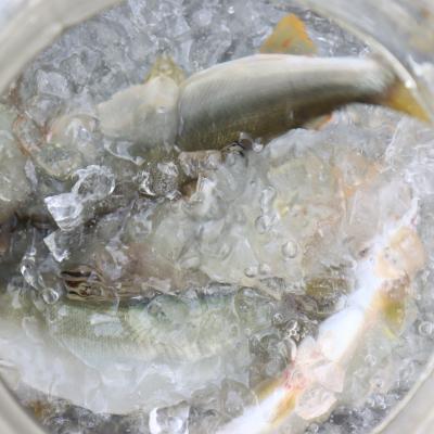 ふるさと納税 いの町 仁淀川の天然鮎(8匹〜15匹)★冷凍 |  | 01