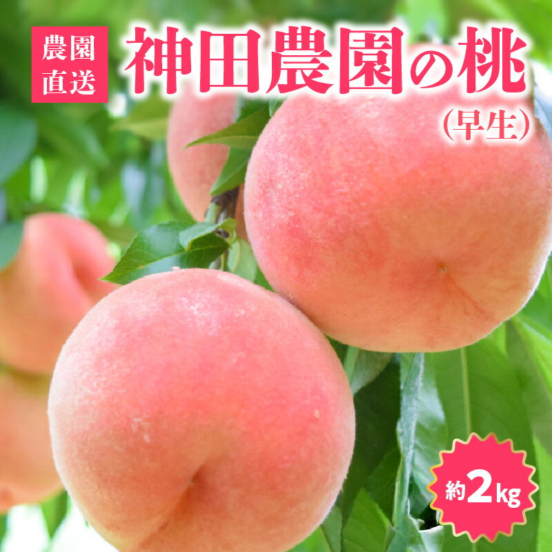 【ふるさと納税】数量限定！先行予約販売開始★ 神田農園の産地直送 桃（早生）約2kg（6～7玉） [ フルーツ 名産品 桃 もも モモ 果物 くだもの 贈り物 三豊市 15000 15,000円 返礼品 神田桃園 ] ※配送不可地域：北海道・沖縄県・離島