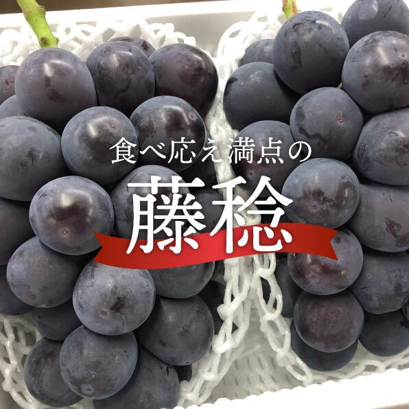 【ふるさと納税】【きよとうファーム】大粒のボッケーネ(藤稔) 大2房/計1.3kg〜(岡山県産)【2025年8月以降より順次発送予定】【配送不可地域：離島】【KF-B056-02】/　葡萄　ぶどう　藤稔　大粒　果物　くだもの　フルーツ　岡山県産　先行予約　フルーツ王国