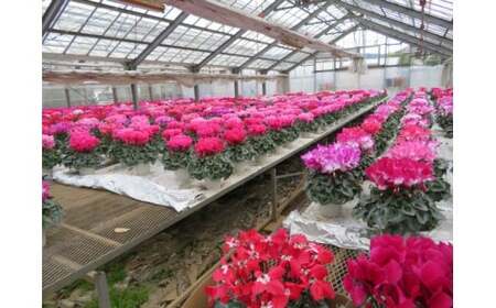 25_012-07-1　高橋園芸の秦野の花　シクラメン（6号）