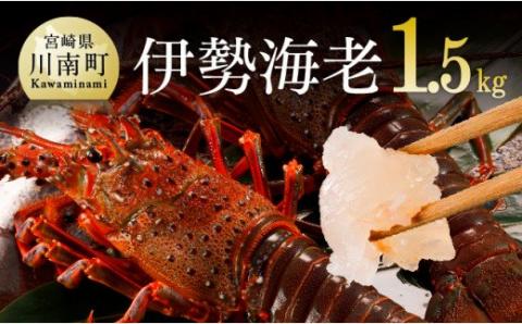 伊勢海老1.5kg（2～5尾）【魚介類 えび 伊勢えび イセエビ】[C01702]
