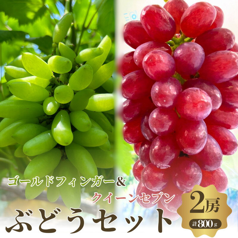 【ふるさと納税】おすすめ感謝 セット ぶどうセット クイーンセブン ゴールドフィンガー 2房 セット 詰め合わせ 葡萄 ぶどう 食べ比べ フルーツ 果物 季節のフルーツ 季節の果物 旬のフルーツ 旬の果物 大阪 大阪府 岸和田市　お届け：2025年8月中旬～9月中旬まで