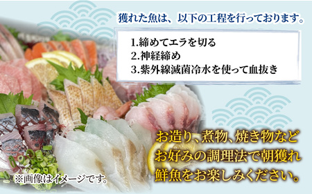 【定期便　隔月２回】【朝獲り】漁師厳選 鮮魚セット (小) 3種類以上 約1.5kg |   日本海 旬