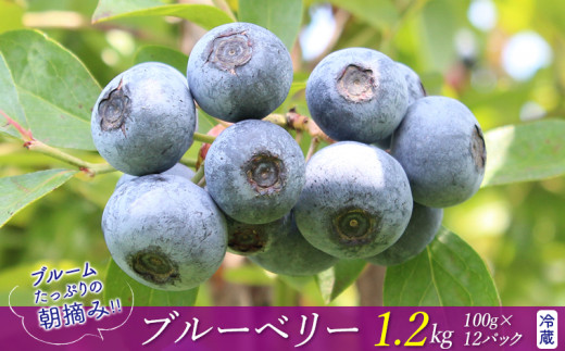 ブルームたっぷり！朝摘みブルーベリー1.2kg（冷蔵）【8月～9月上旬発送分】　ブルーベリー ベリー 果物 フルーツ 冷蔵 旬 期間限定 季節限定 数量限定 完熟 朝摘み とれたて 新鮮 直送 ブルーム ラビットアイ 大玉 甘い 有機肥料 ヨーグルト アイス シャーベット おすすめ 房総 千葉県 富津市 モリタ農園