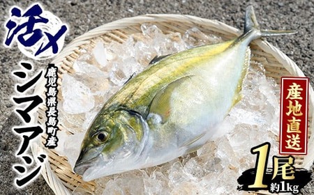 鹿児島県長島町産 シマアジ (約1.0kg・1匹) シマアジ 鹿児島 鮮魚 一匹 柵 刺身 切り身 高級あじ 高級魚【JFA】jfa-4121｜ シマアジ しまあじ あじ アジ 鯵 シマアジ 刺身 シマアジ 柵 シマアジ しまあじ あじ アジ 鯵 シマアジ 刺身 シマアジ 柵 シマアジ しまあじ あじ アジ 鯵 シマアジ 刺身 シマアジ 柵 シマアジ しまあじ あじ アジ 鯵 シマアジ 刺身 シマアジ 柵 シマアジ しまあじ あじ アジ 鯵 シマアジ 刺身 シマアジ 柵 シマアジ しまあじ あじ アジ 鯵 