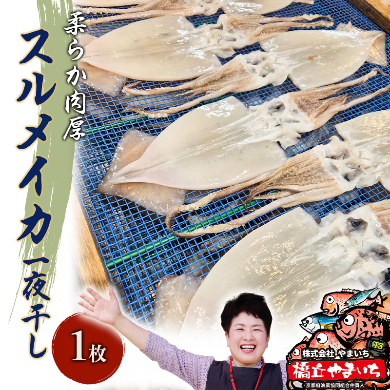 柔らか肉厚の スルメイカ 一夜干し 1枚[ 国産 干物 肴 つまみ イカ ]