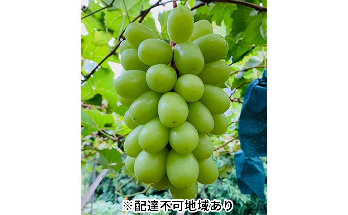 
                  ぶどう 2026年 先行予約 シャイン マスカット 2房 合計1.4kg以上 ブドウ 葡萄  岡山県産 国産 フルーツ 果物 ギフト 河本農園 果物類 シャインマスカット [№5735-0936]
                