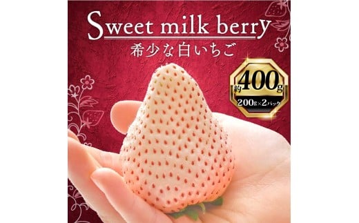 いちご 白いちご 計 400g 計 2 パック 高級 白 イチゴ 苺 セット Sweet milk berry  2 パック 200g × 2 パック フルーツ 果物 ストロベリー 産地直送 国産 スイーツ デザート くだもの イチゴ 果物 贈答用 ギフト 畠農宝 静岡県 牧之原市