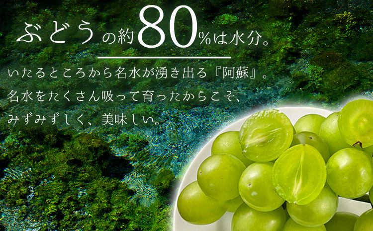 【ふるさと納税】【予約商品】雄宝 1房 約1.2kg 10月 11月 発送 希少 ぶどう 葡萄 果物 くだもの フルーツ 秋 秋の味覚 新鮮 期間限定 皮ごと ブドウ お取り寄せ 産地直送 甘い ジュ