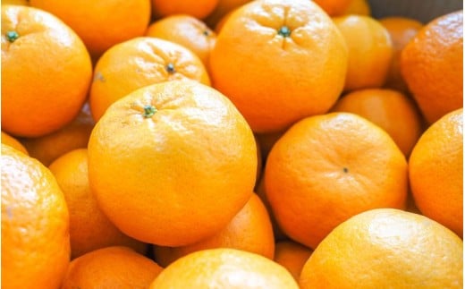 【家庭用】 森本農園の手選別 ポンカン 約8kg 和歌山県産 サイズ混合 【2026年1月上旬～2月上旬頃に順次発送】