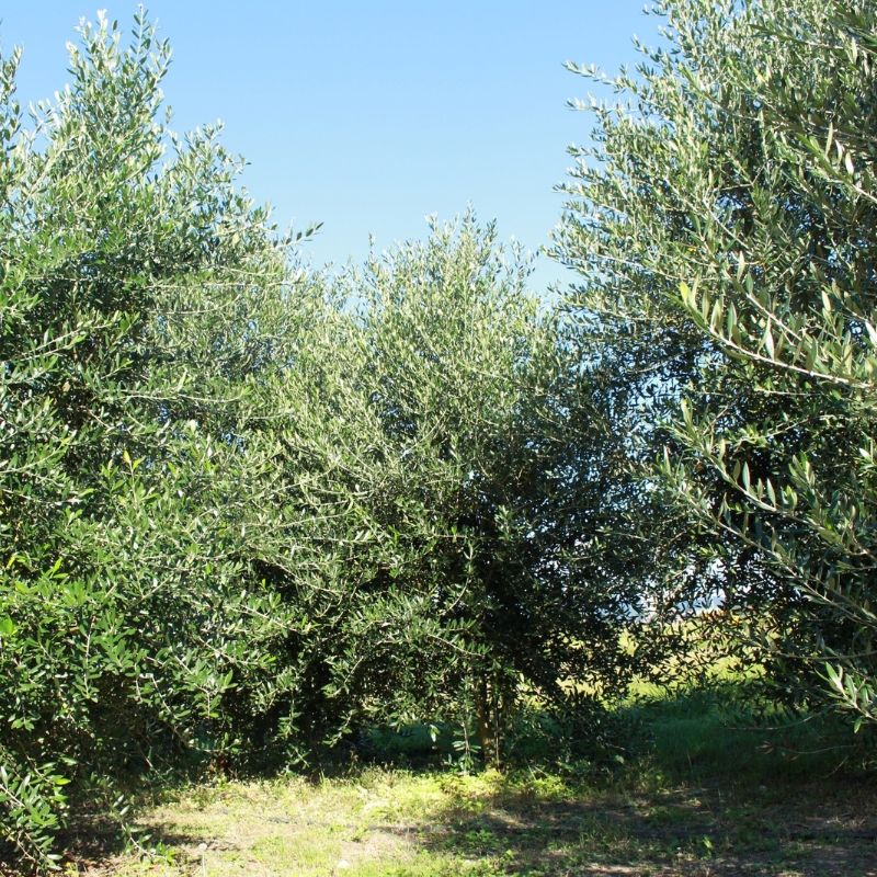 武田オリーブ園製造 食用 オリーブオイル (品種ブレンド) 180ml