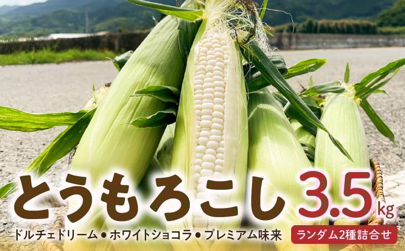 
                  【2026年6月より順次発送】とうもろこし【ドルチェドリーム、ホワイトショコラ、プレミアム味来】ランダム2種詰合せ3.5kgセット_とうもろこし 2種 詰合せ 計 3.5kg ドルチェドリーム ホワイトショコラ プレミアム味来 ランダムで2種 生で食べられる ジューシー 甘い  白いとうもうこし 上品な甘さ  クセになる食感  お取り寄せグルメ 冷蔵 久留米市 福岡県 送料無料_Gv028
                