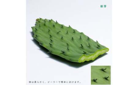 あなたのカメに、自然のごちそうを。食べるサボテン「かめはめ葉」（1㎏） | ペット 亀 エサ 春日井市
