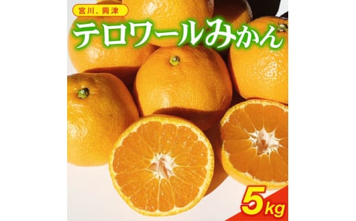 みかん 早生みかん 約 5kg 宮川 興津早生 ミカン 柑橘 蜜柑 ビタミン おいしい 果樹園 直送 甘い 有機肥料 テロワール 早生 温州 みかん いたくら農園 静岡県 牧之原市