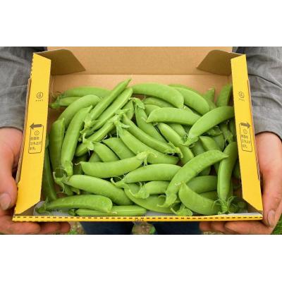 ふるさと納税 余市町 【2026年6月上旬頃より発送】スナップエンドウ 500g 産地直送_Y124-0047 |  | 01