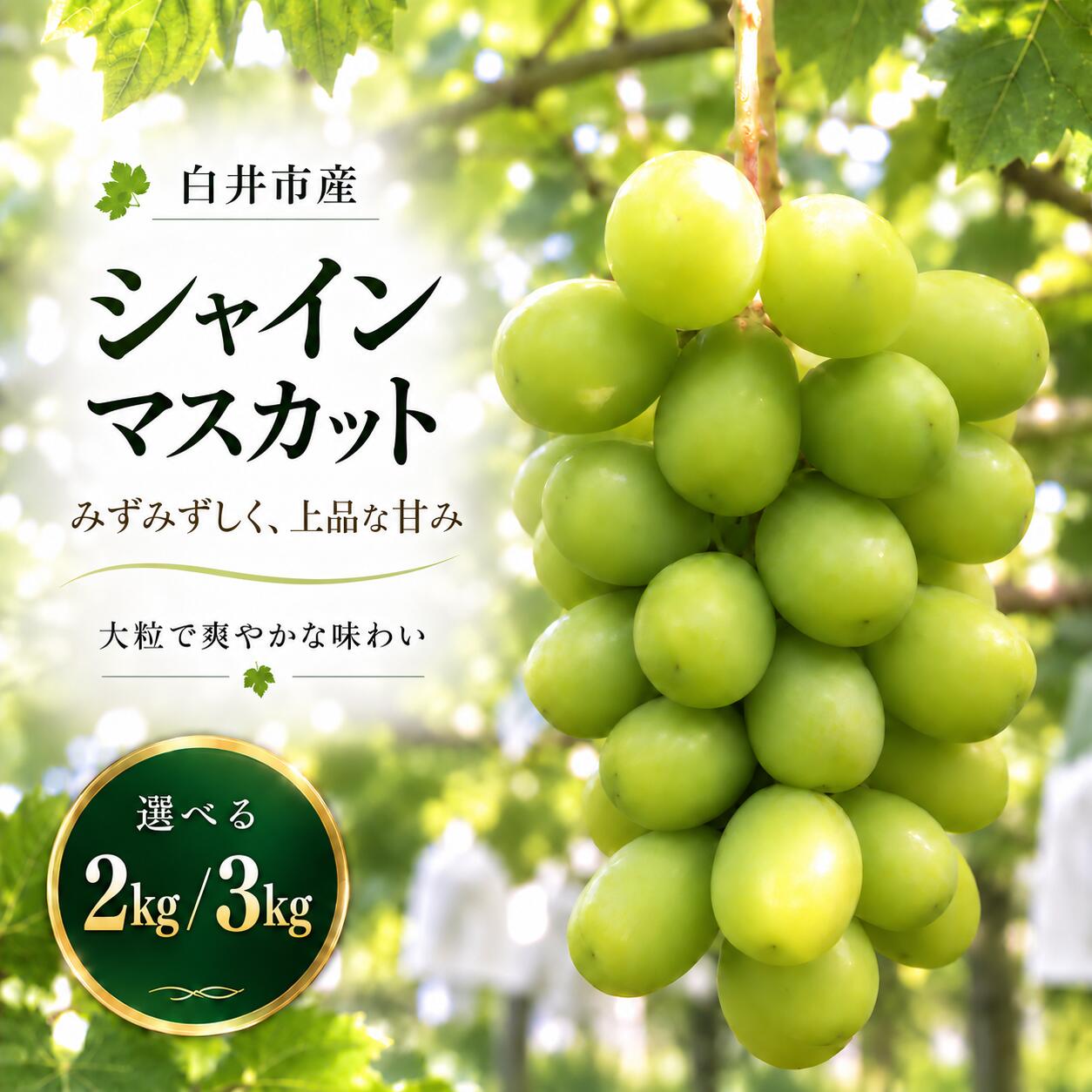 【ふるさと納税】シャイン マスカット ぶどう 人気 果物 冷蔵 選べる容量　2kg 3kg 大粒 高級 数量限定 期間限定 秋 旬