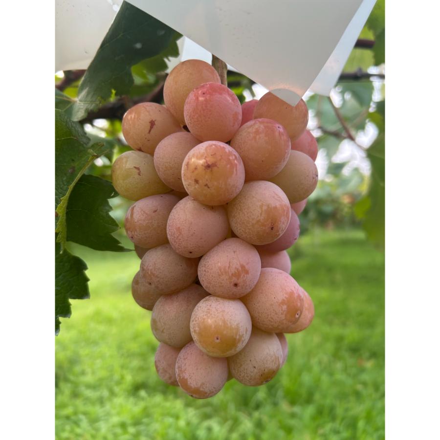 ＜小川ぶどう園＞特撰「クイーンニーナ」（種無し）２房