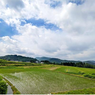 ふるさと納税 鶴岡市 令和7年鶴岡産 あきたこまち 白米 5kg【山形棚田20選のお米】 |  | 03