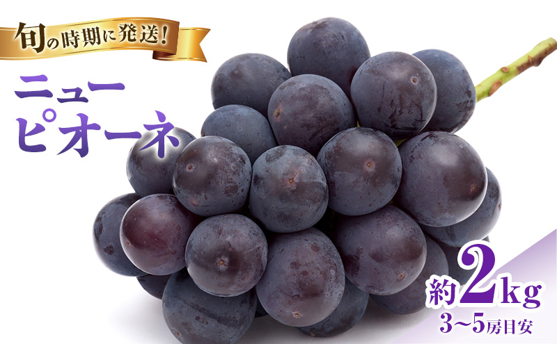 【2026年先行受付】 ぶどう ニューピオーネ 秀品 約2kg(3～5房) 岡山県産 ぶどう 葡萄 ブドウ ギフト 御礼 プレゼント 御礼 御祝 御供 果物 くだもの フルーツ