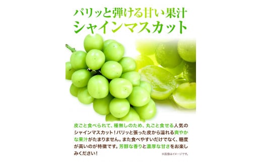 先行予約 岡山 白桃 （ 桃 4玉ロイヤル1玉220g以上）& ピオーネ （1房580g以上）& シャインマスカット （1房580g以上）詰合せ もも ぶどう マスカット 果物 フルーツ セット 令和
